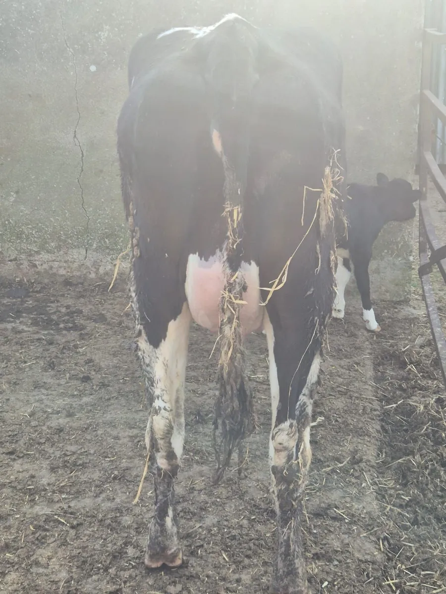 Selection of incalf and calved heifers - Image 3