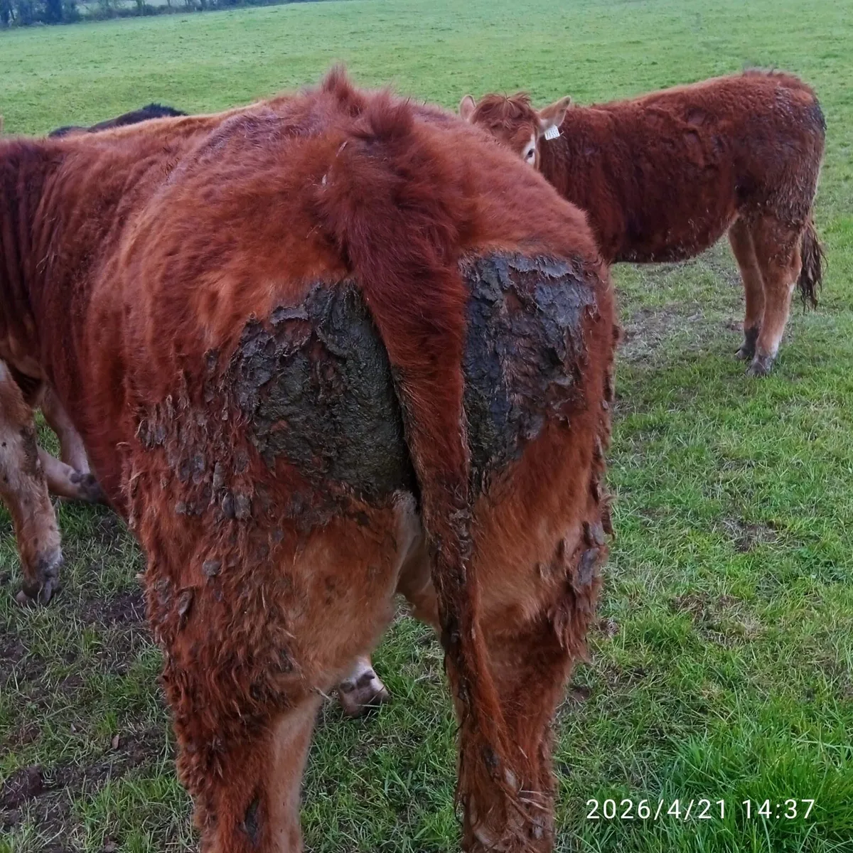 Organic Weanlings - Image 1