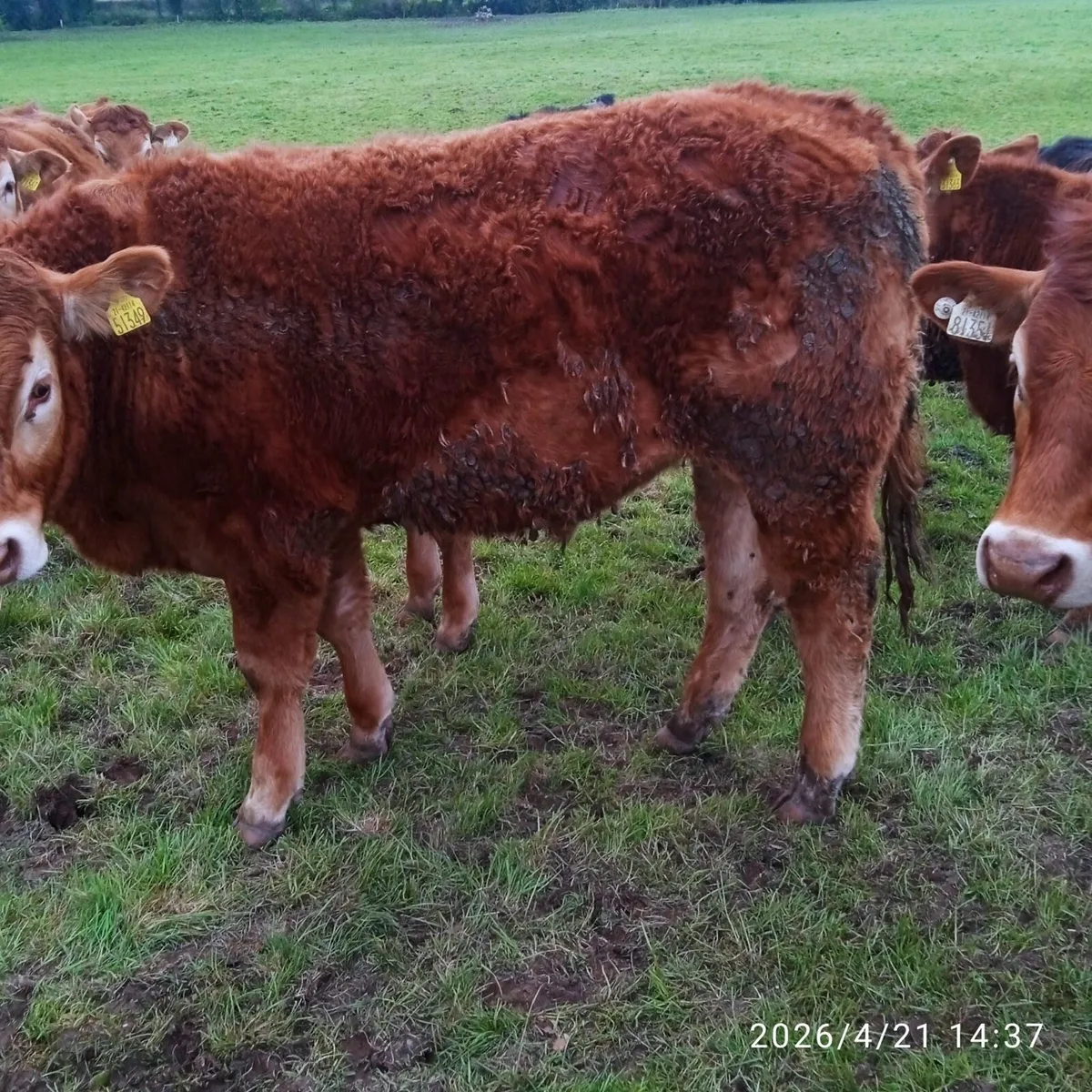Organic Weanlings - Image 2