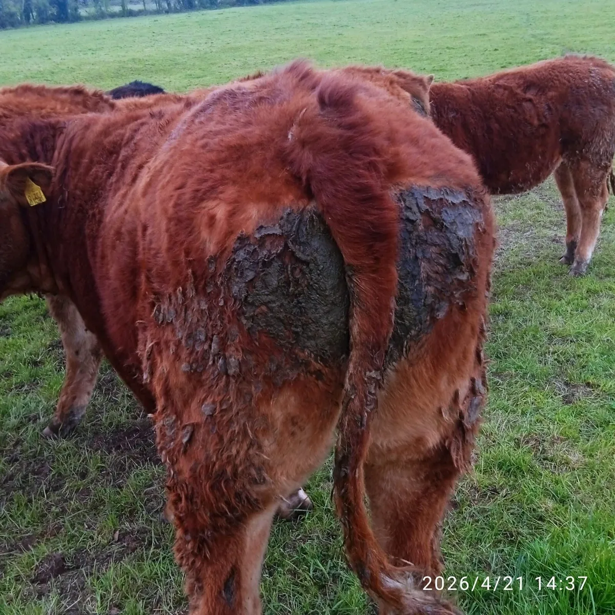 Organic Weanlings - Image 3