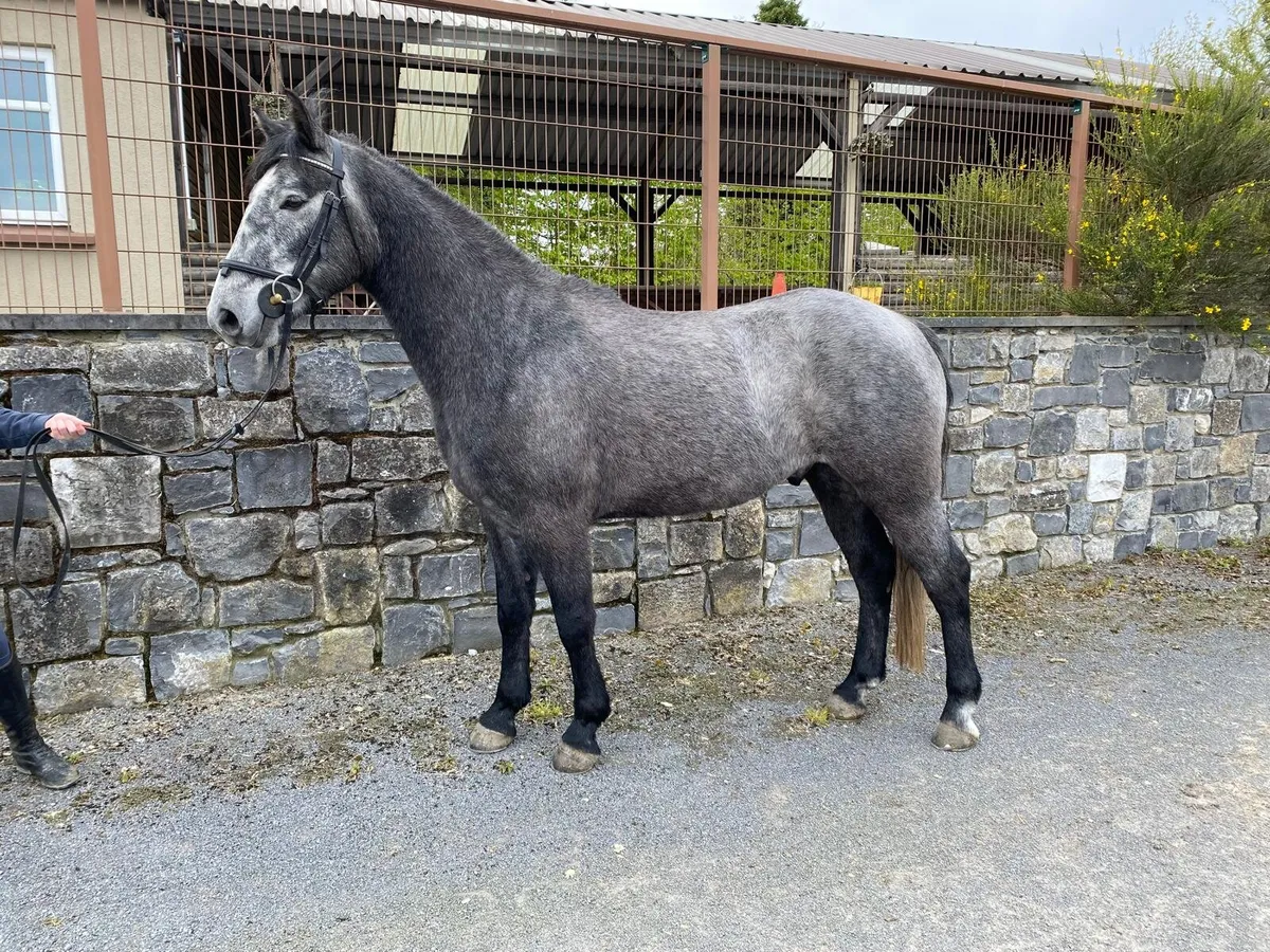 Overheight Connemara - Image 1