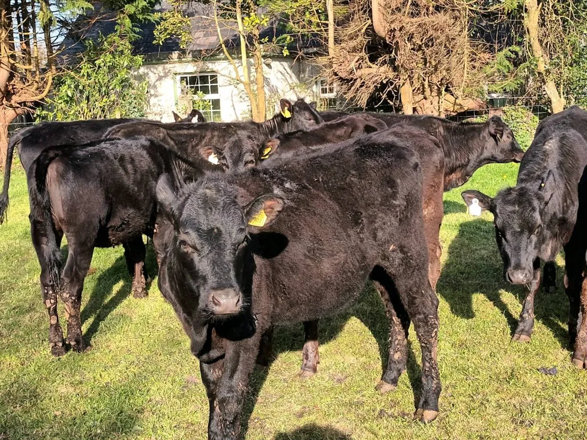 10 STORE HEIFERS FOR SALE - Image 2
