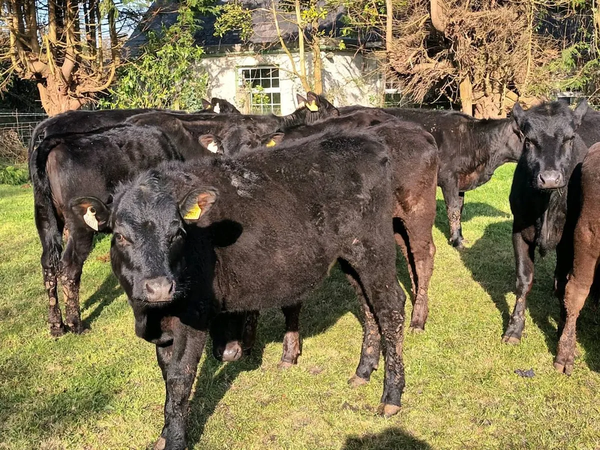 10 STORE HEIFERS FOR SALE - Image 3