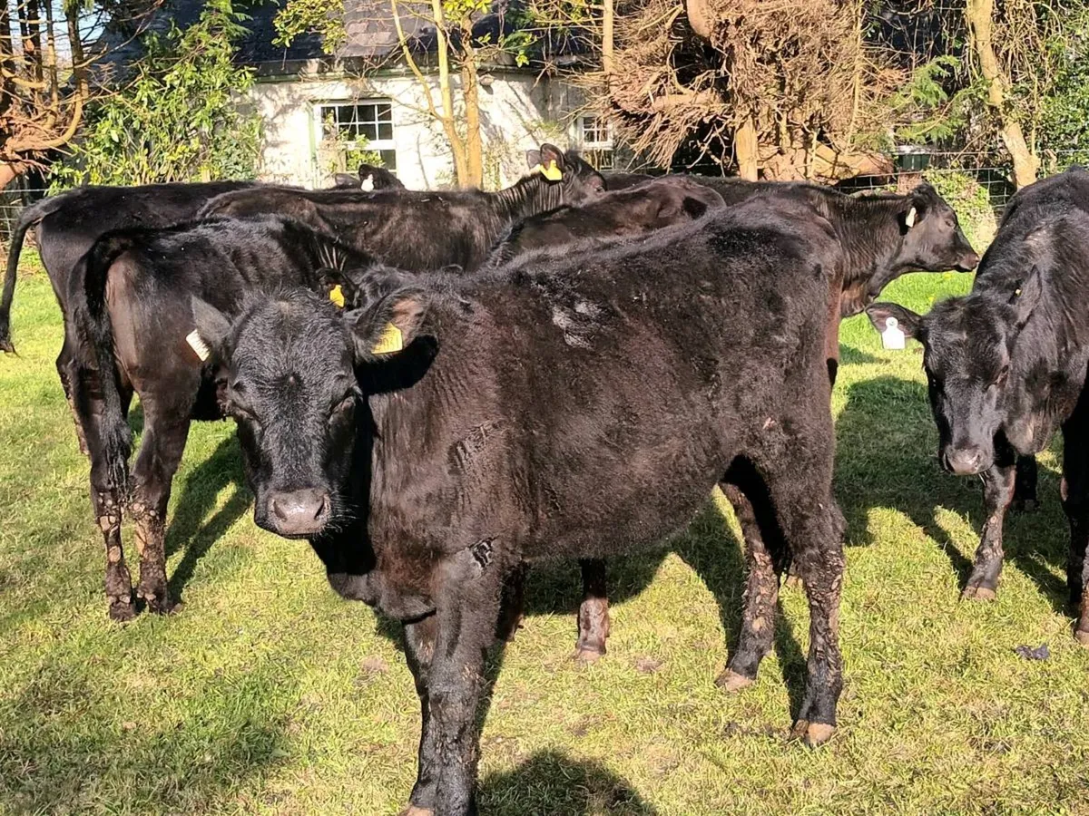 10 STORE HEIFERS FOR SALE - Image 1