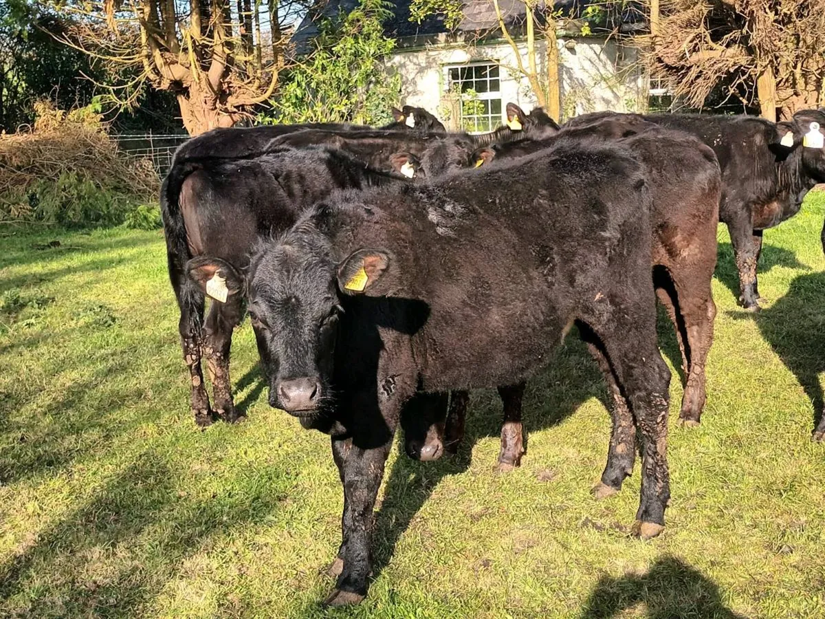 10 STORE HEIFERS FOR SALE - Image 4