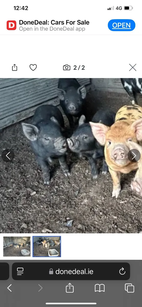 10 week old potbellies /  kuna kuna piglets . - Image 1