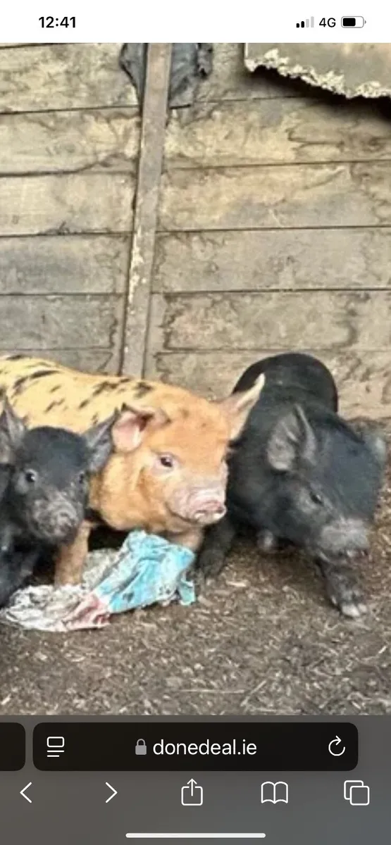 10 week old potbellies /  kuna kuna piglets . - Image 2