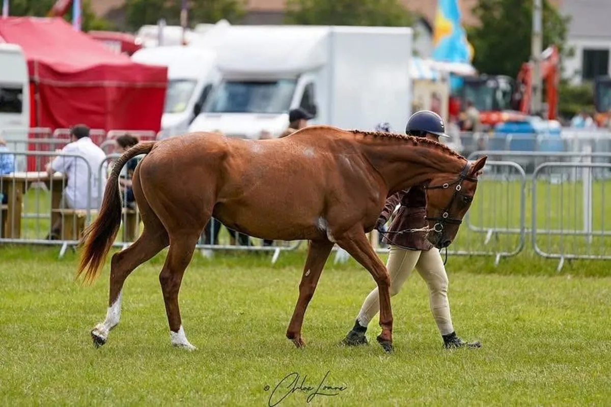 TB Mare - Showjumping/ Evening prospect - Image 1
