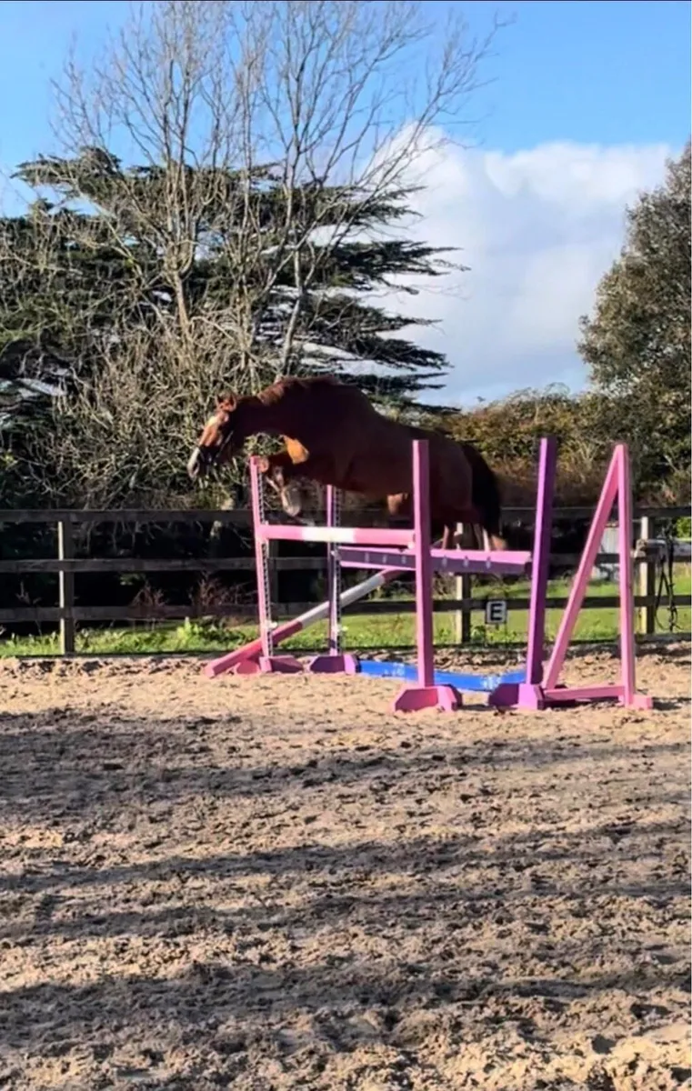 TB Mare - Showjumping/ Evening prospect - Image 2