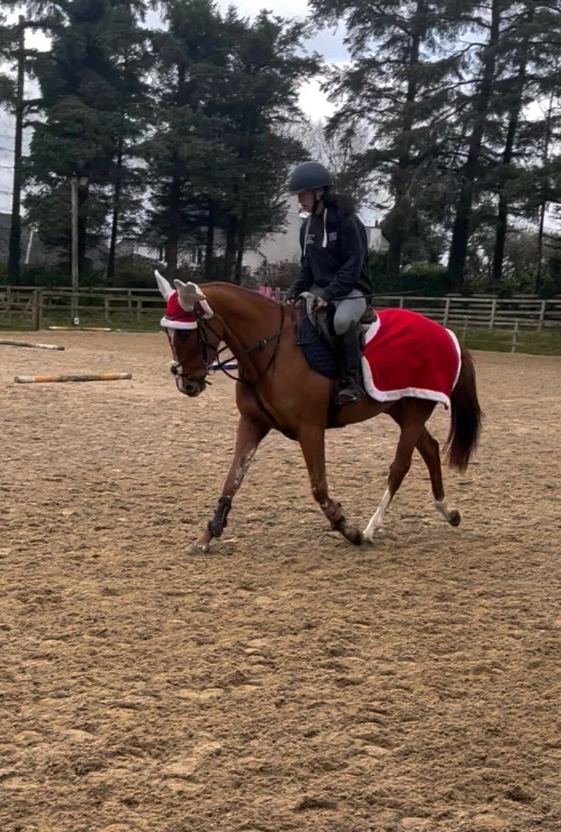 TB Mare - Showjumping/ Evening prospect - Image 4