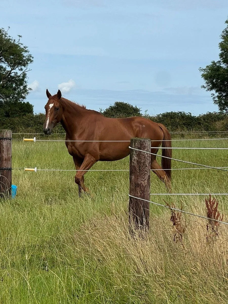 TB Mare - Showjumping/ Evening prospect - Image 3