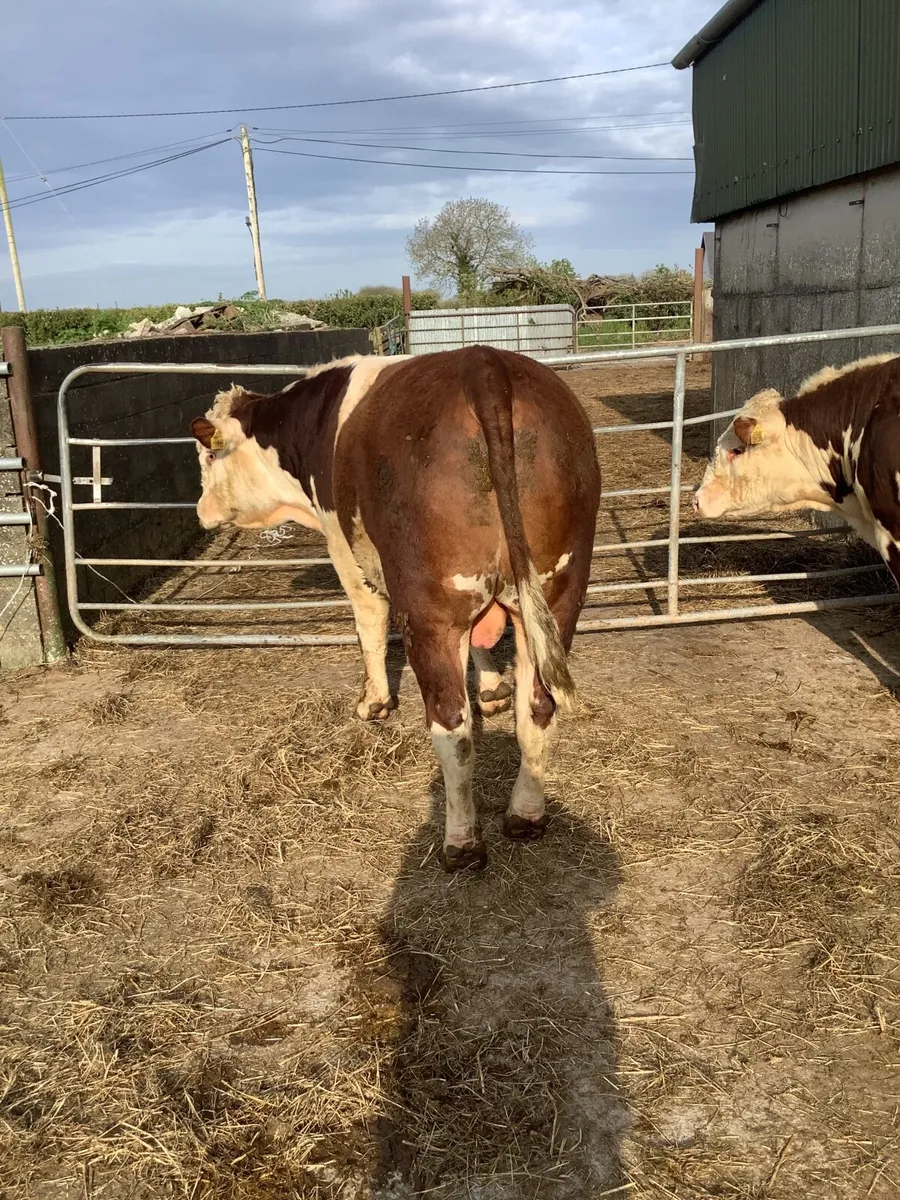 Purebred Polled Hereford bulls - Image 4