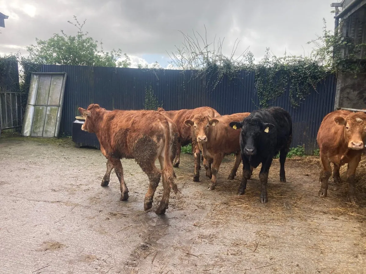 Organic bullocks - Image 2