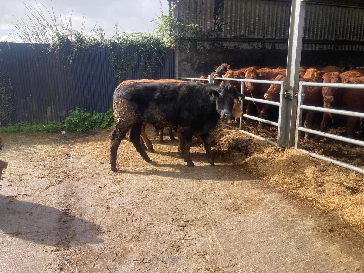 Organic bullocks - Image 3