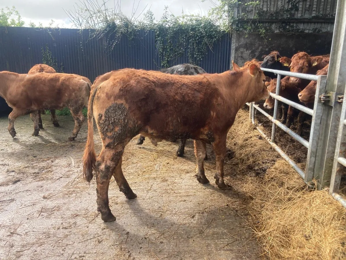 Organic bullocks - Image 4