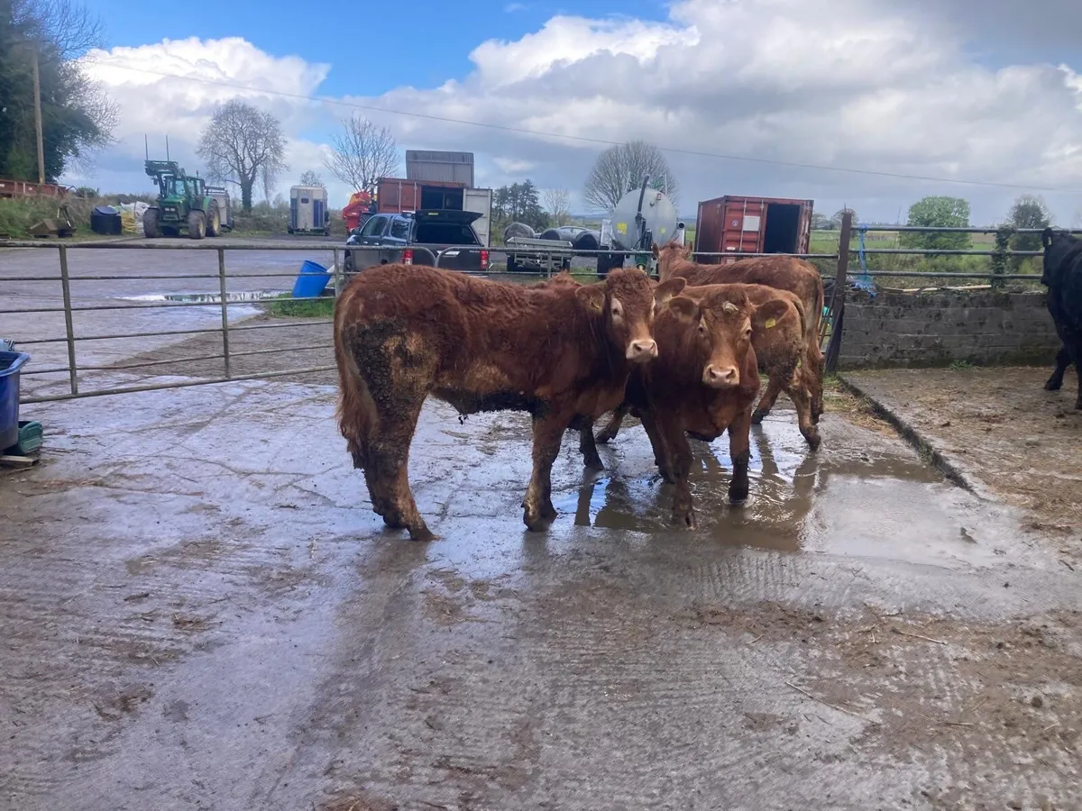 Organic bullocks - Image 1