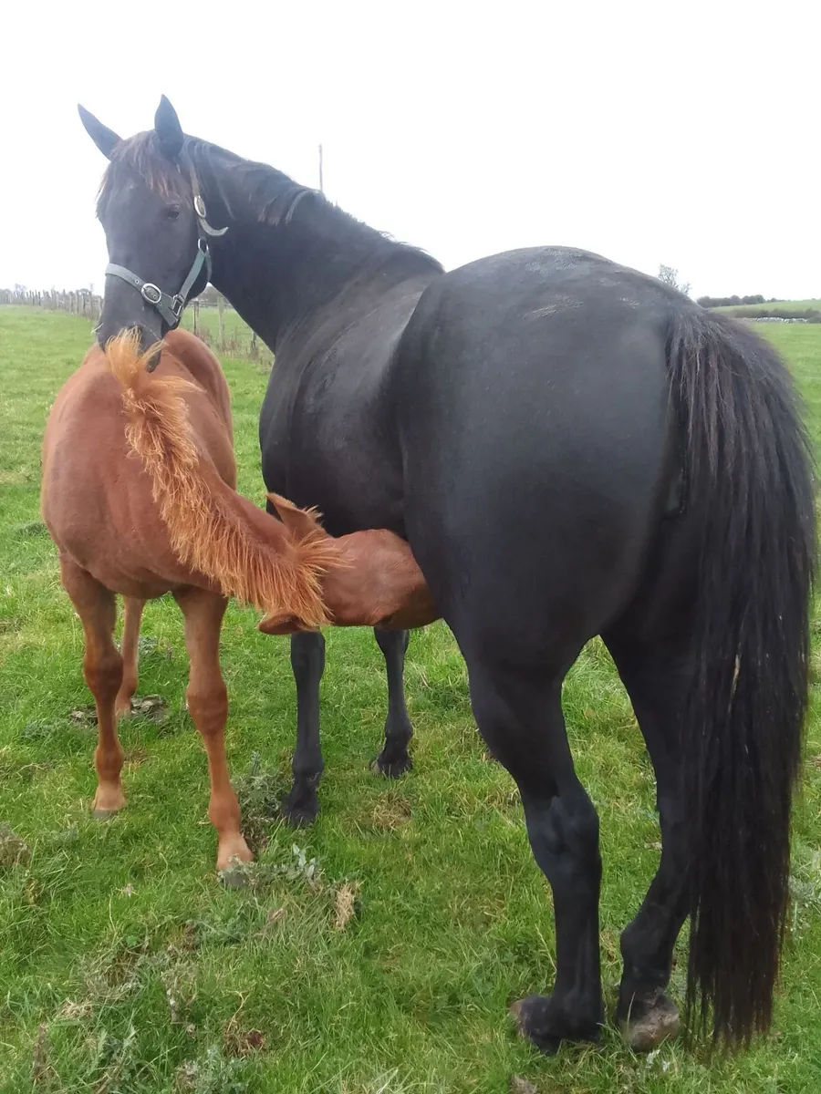 In foal Thoroughbred - Image 2