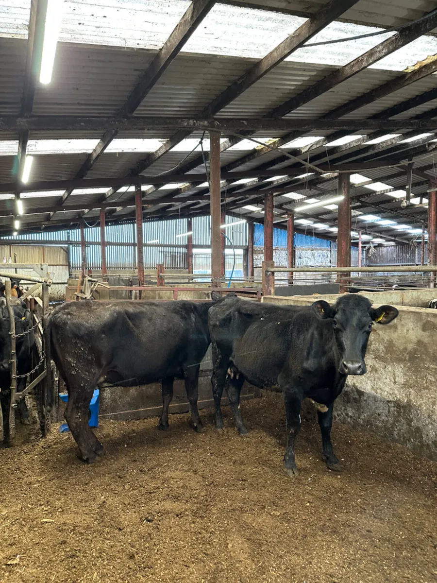 Lim and Angus springers - Image 1