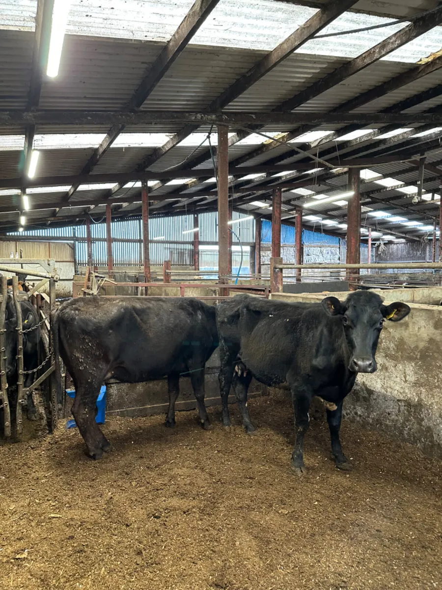 Lim and Angus springers - Image 2