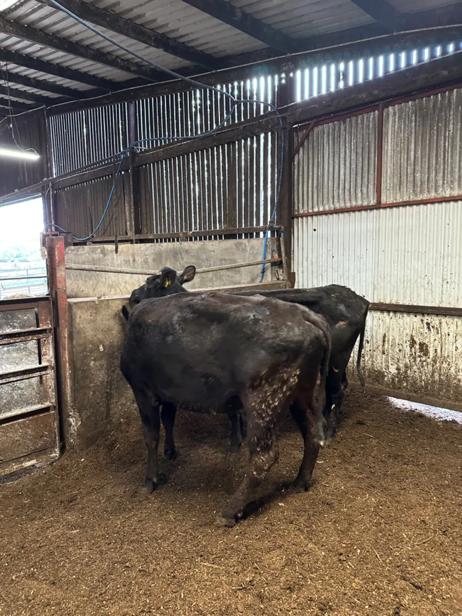 Lim and Angus springers - Image 4