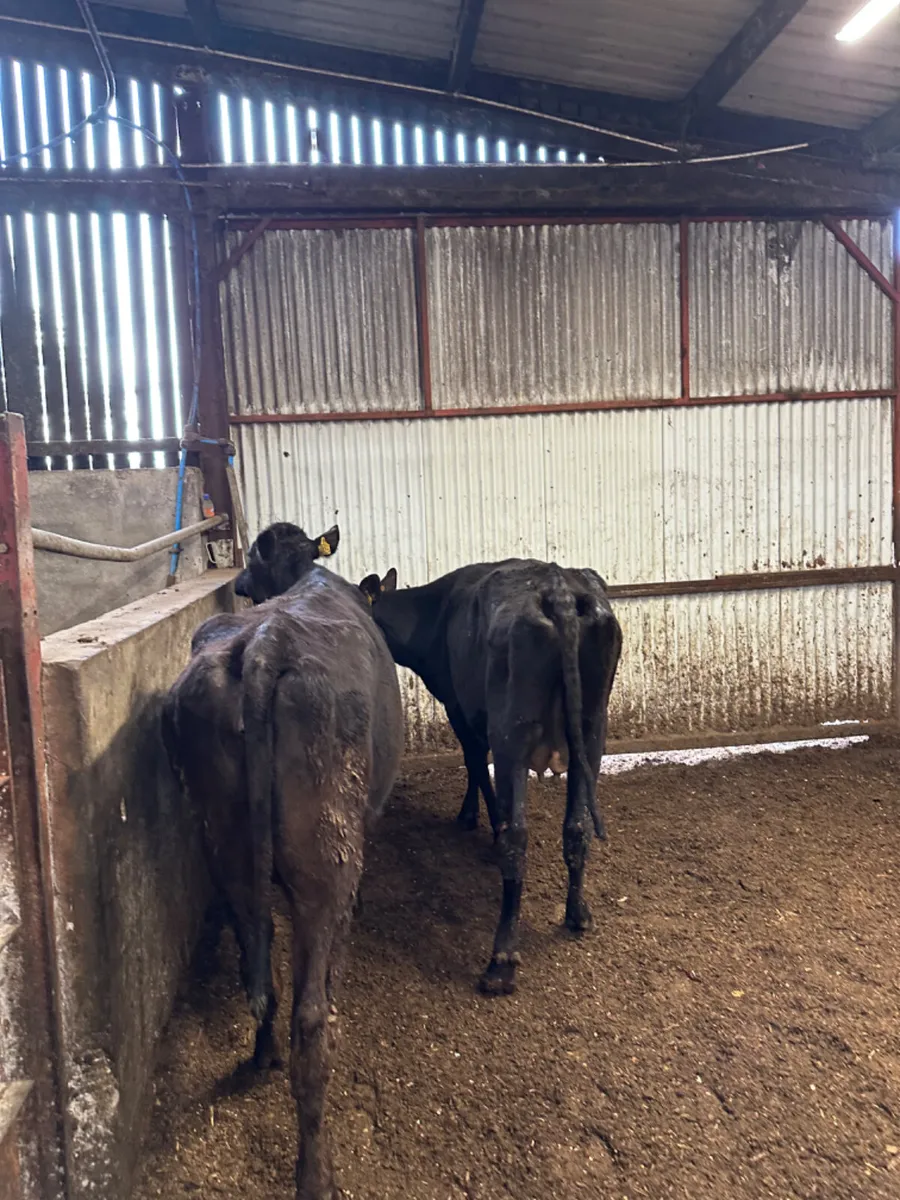 Lim and Angus springers - Image 3