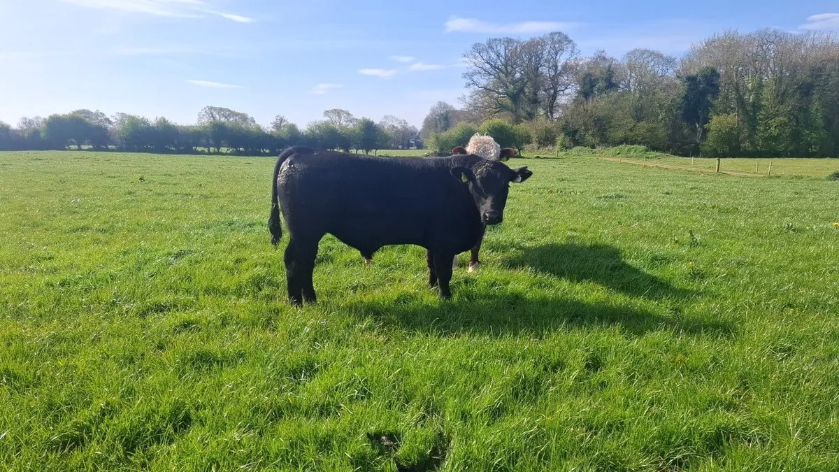 Hereford and Angus Bulls - Image 1