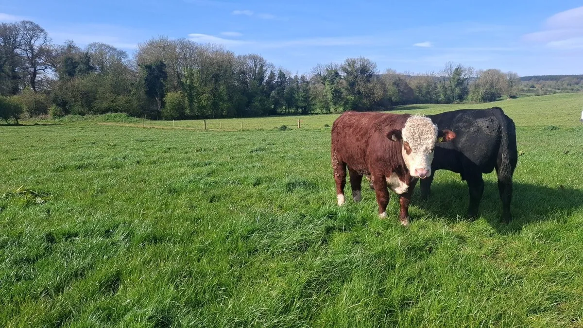 Hereford and Angus Bulls - Image 2