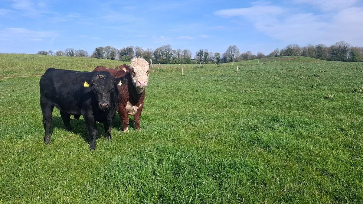 Hereford and Angus Bulls - Image 3