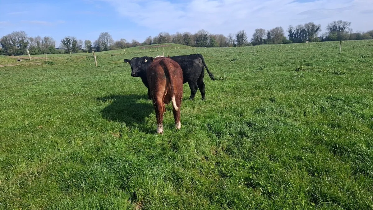 Hereford and Angus Bulls - Image 4
