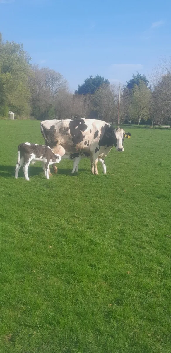 Lim cow and calf - Image 1