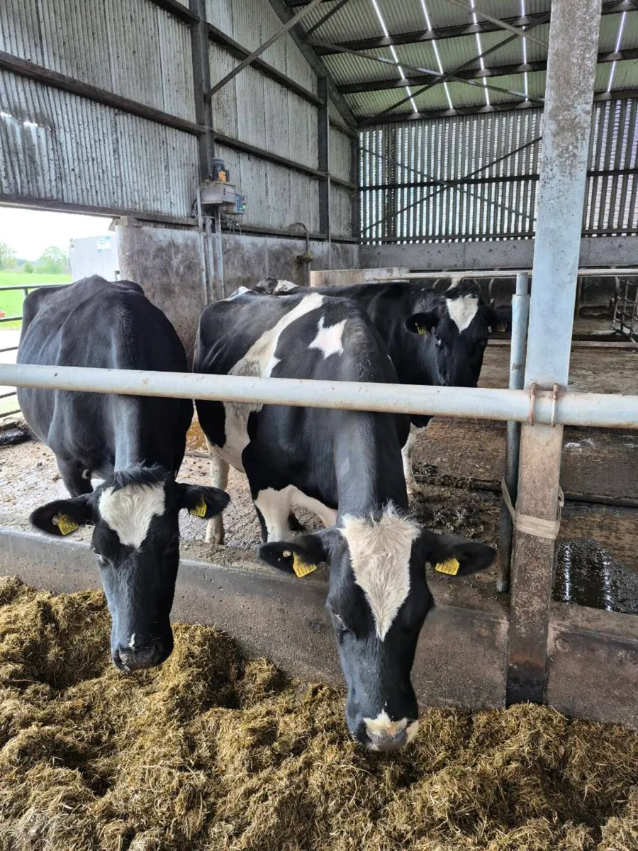 Incalf cows - Image 2