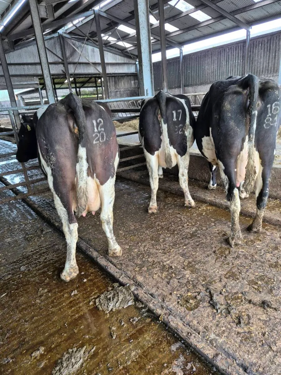 Incalf cows - Image 1
