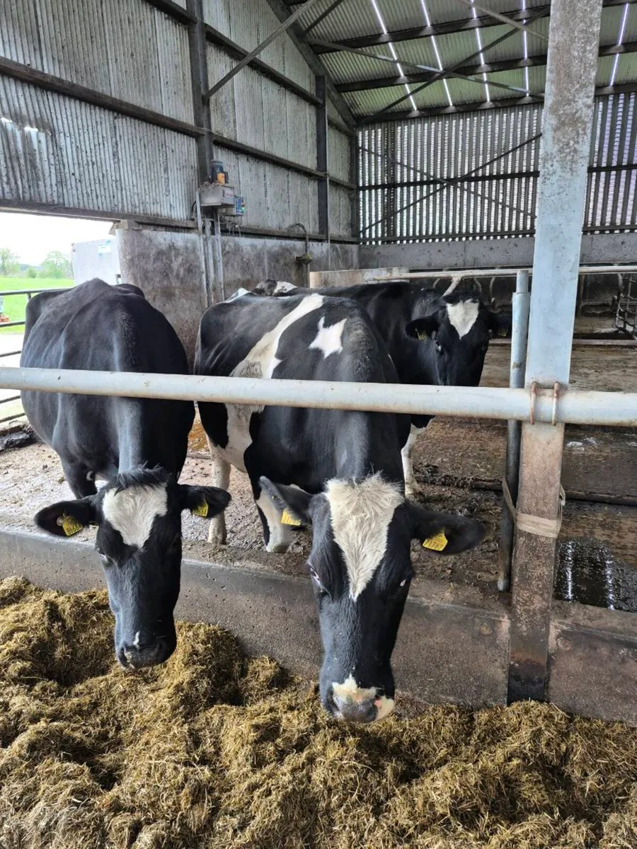 Incalf cows - Image 4
