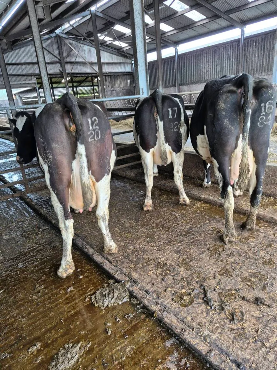 Incalf cows - Image 3