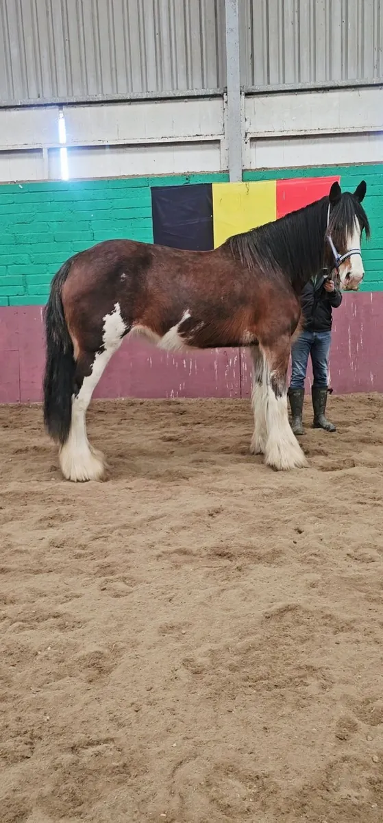 Stunning Registered Clydesdale  mare - Image 1