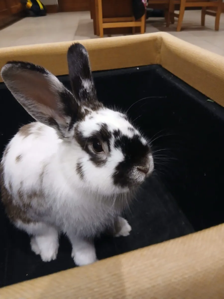 Bunny Rabbit - Image 1