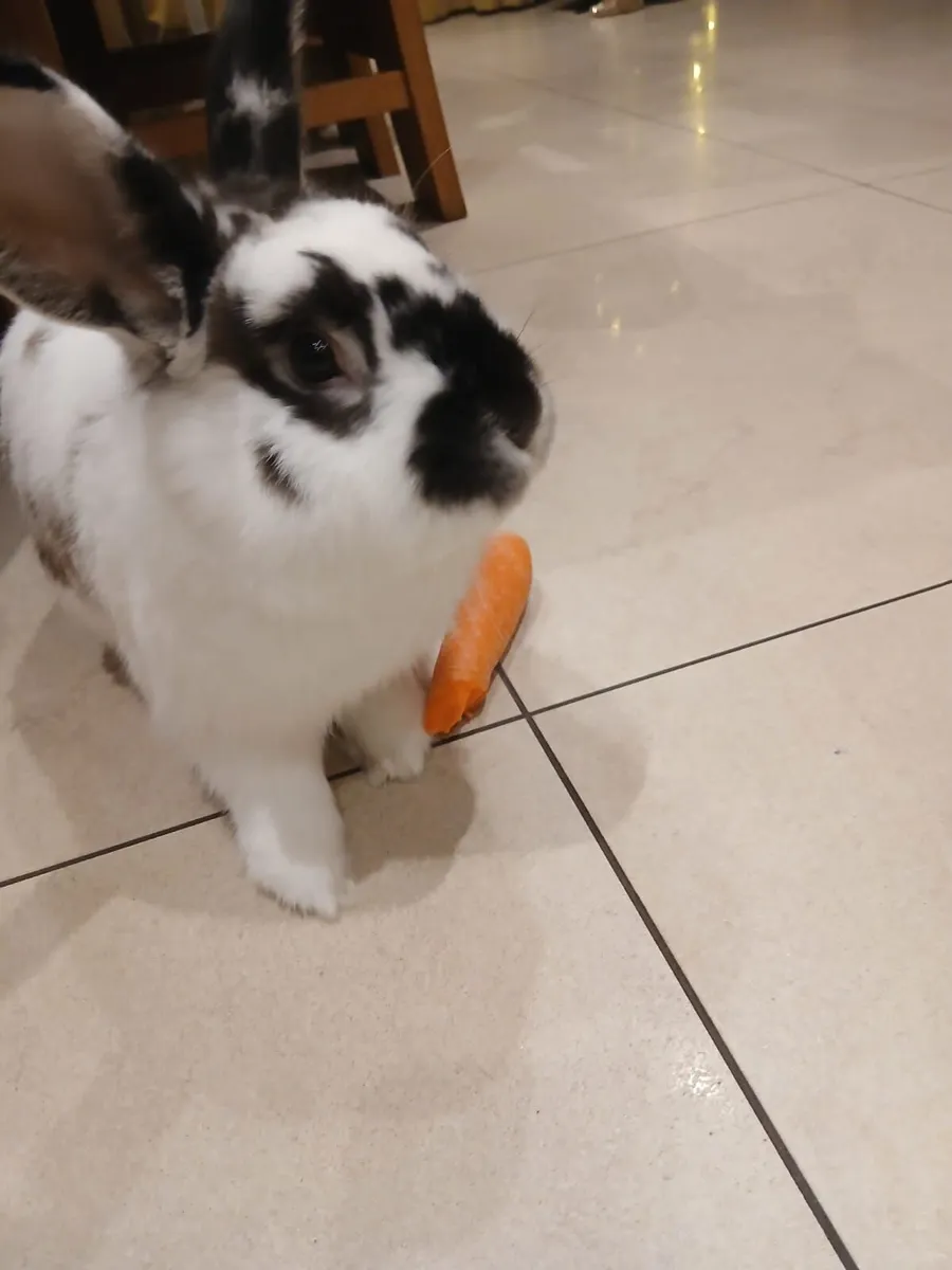 Bunny Rabbit - Image 2