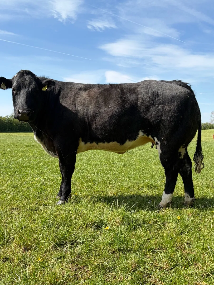 Incalf Heifers - Image 1