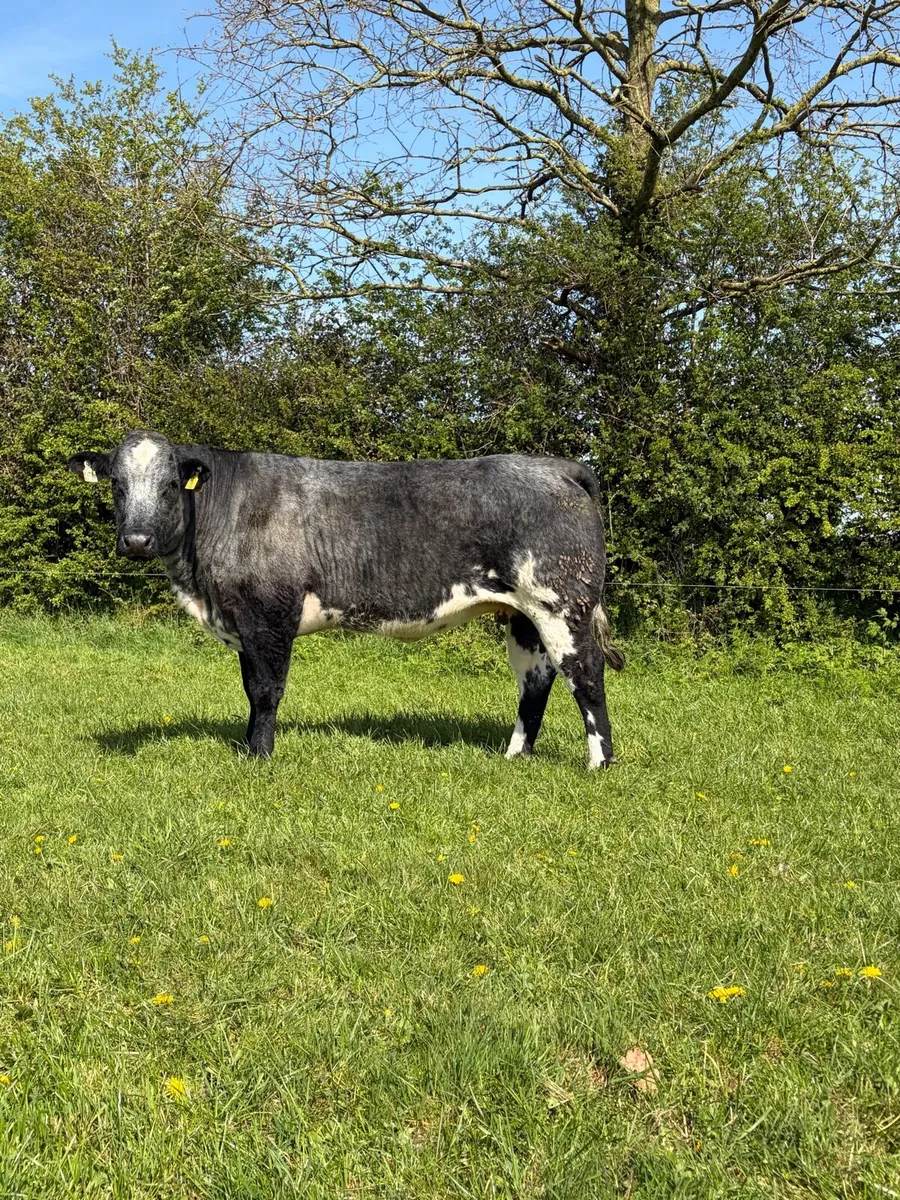 Incalf Heifers - Image 2