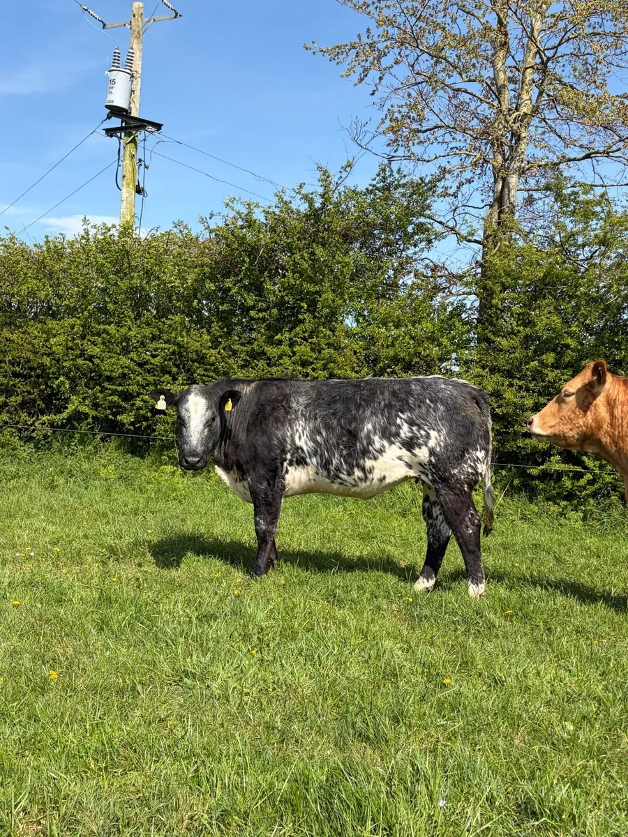 Incalf Heifers - Image 3