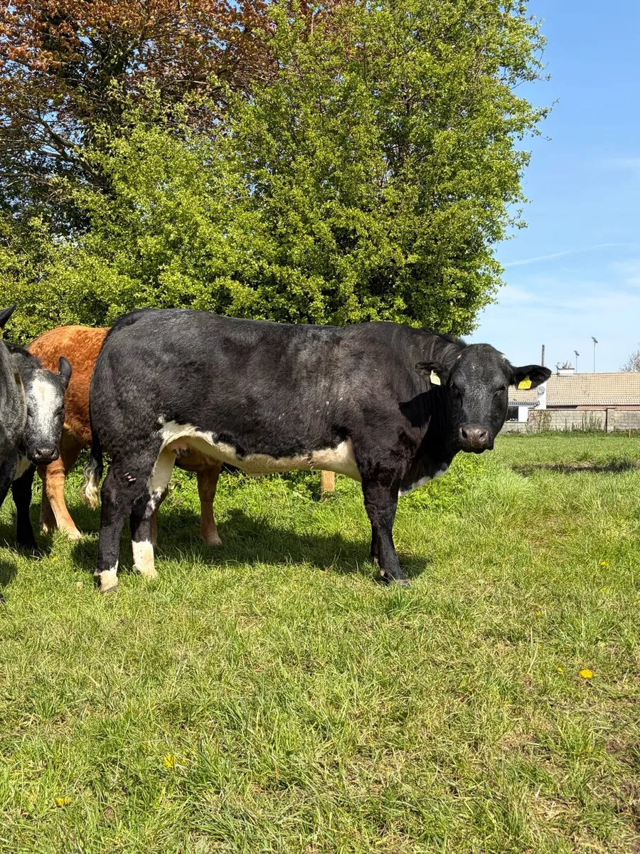 Incalf Heifers - Image 4