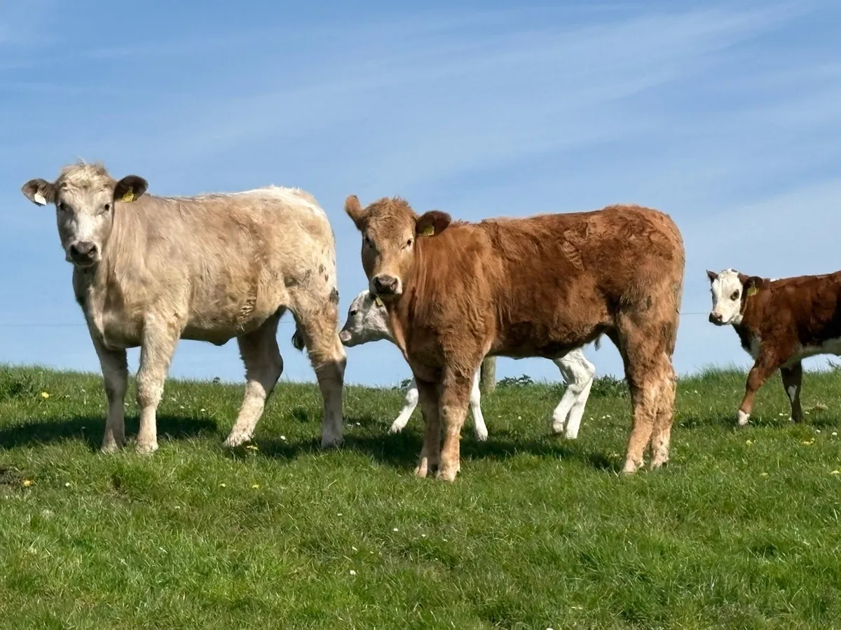 Organic Charolais Heifers - Image 1