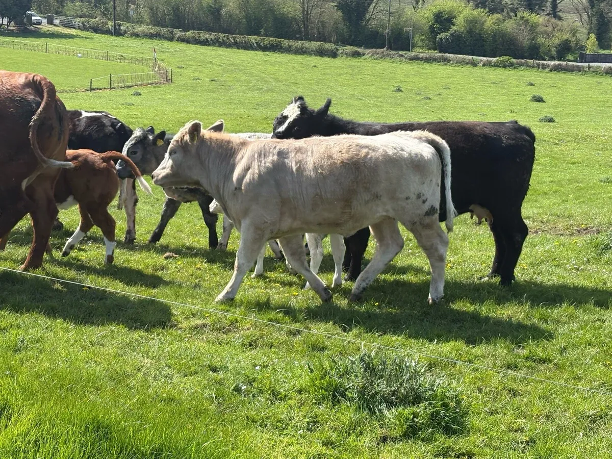Organic Charolais Heifers - Image 3