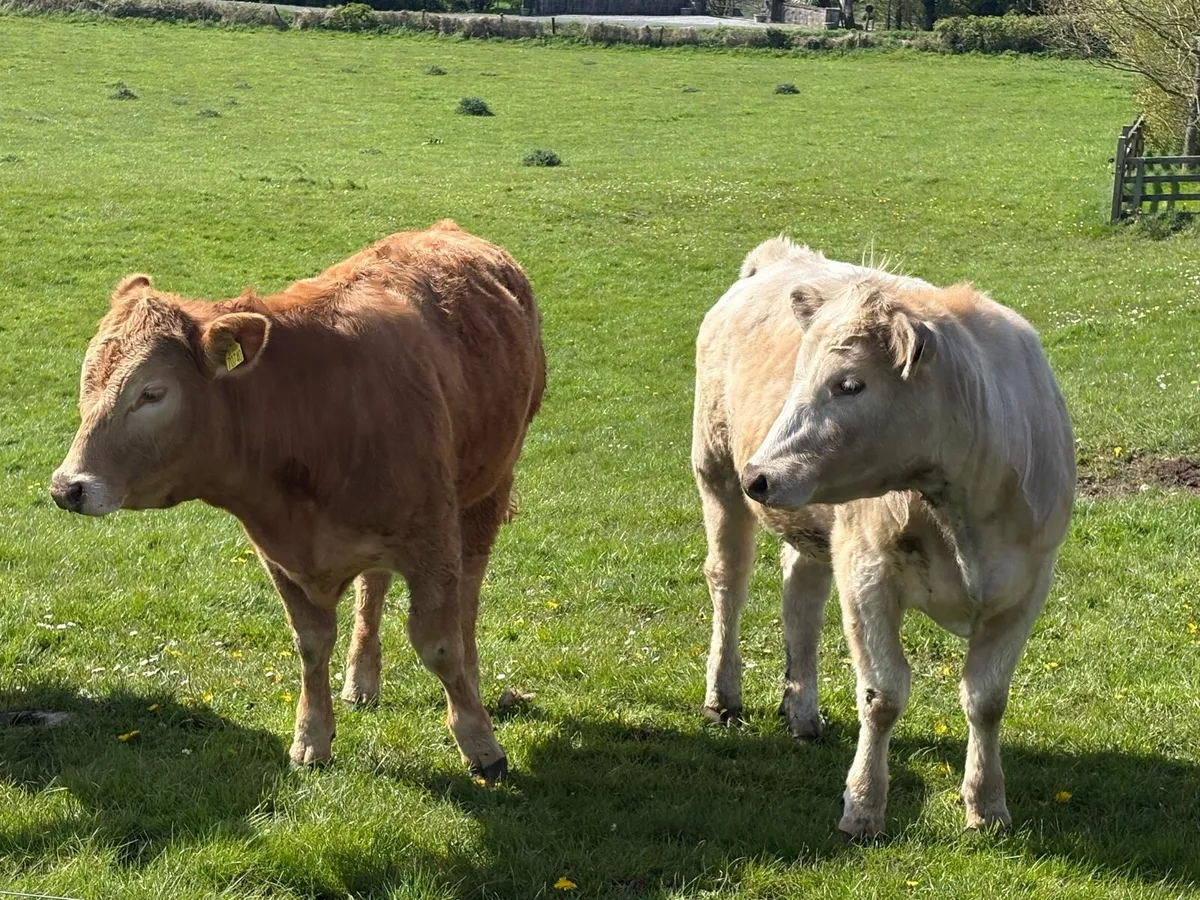 Organic Charolais Heifers - Image 4
