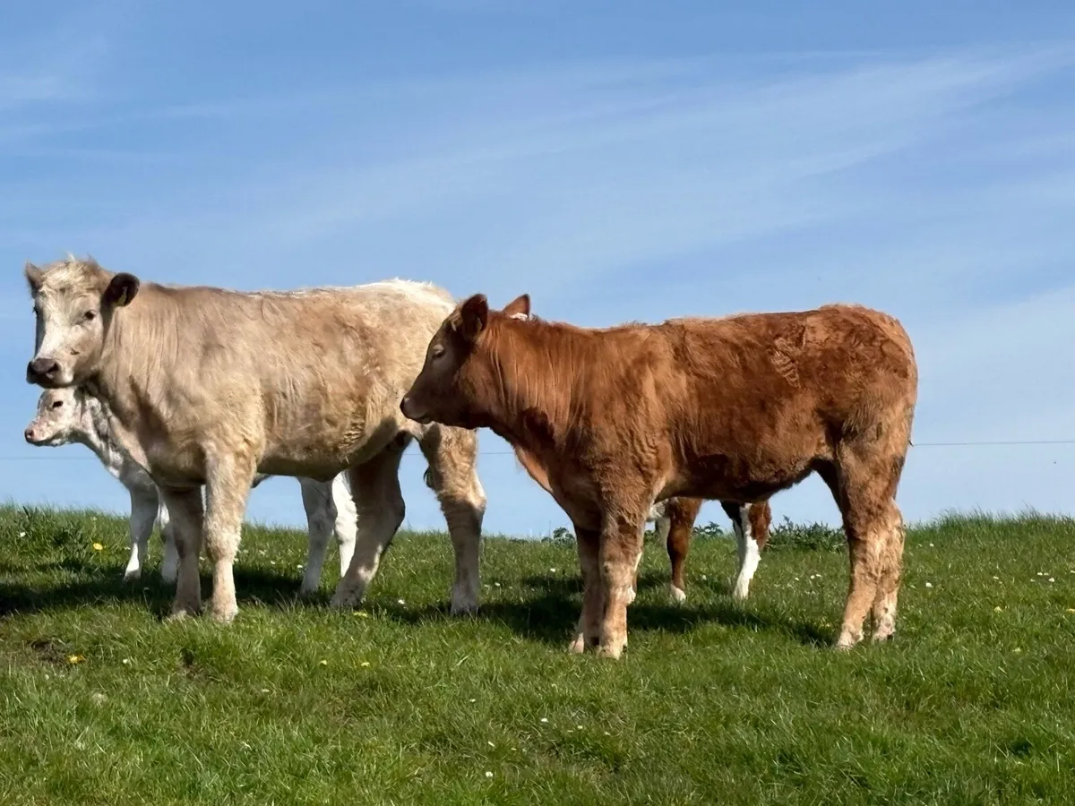 Organic Charolais Heifers - Image 2