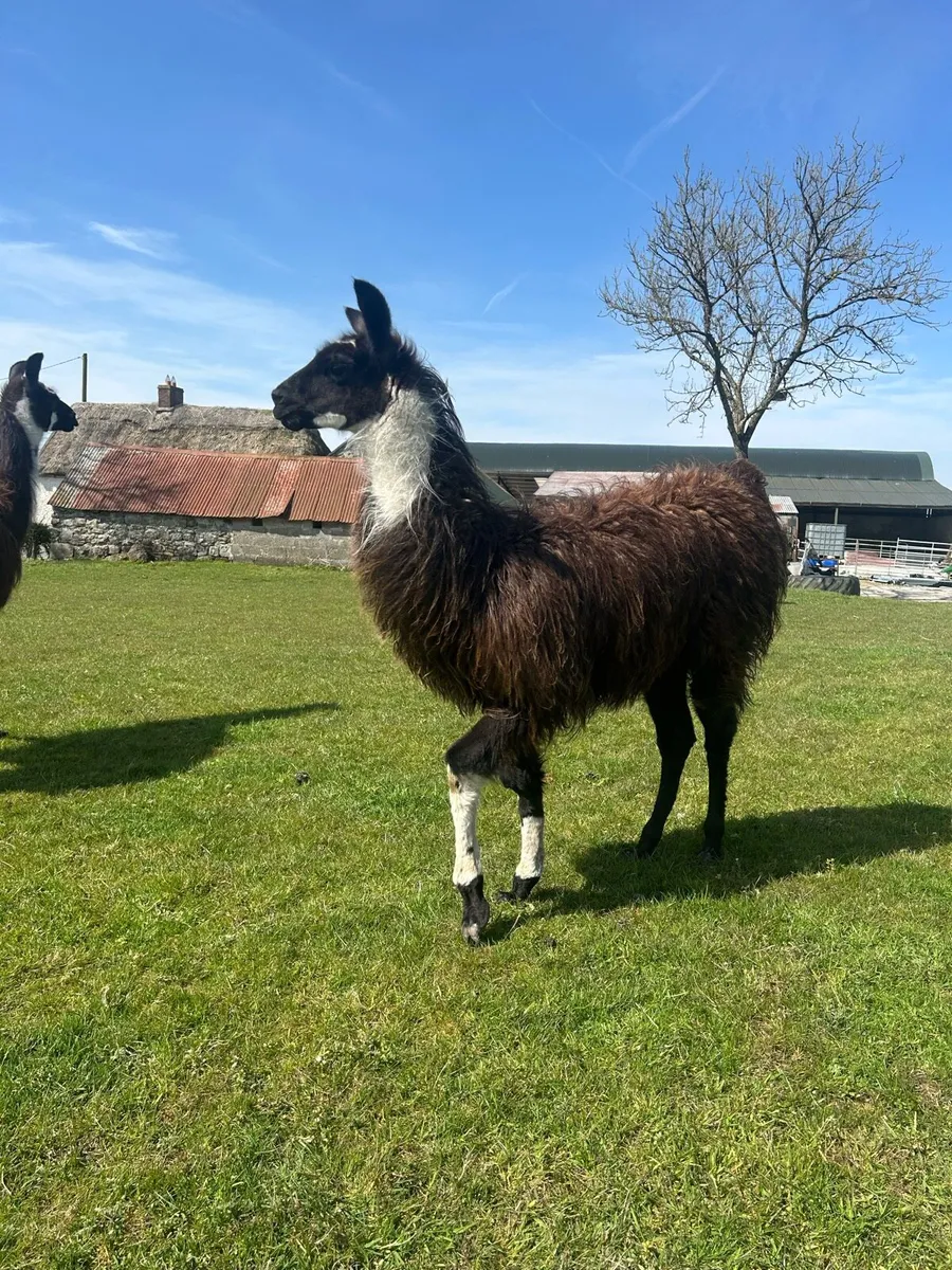 Male llama - Image 3
