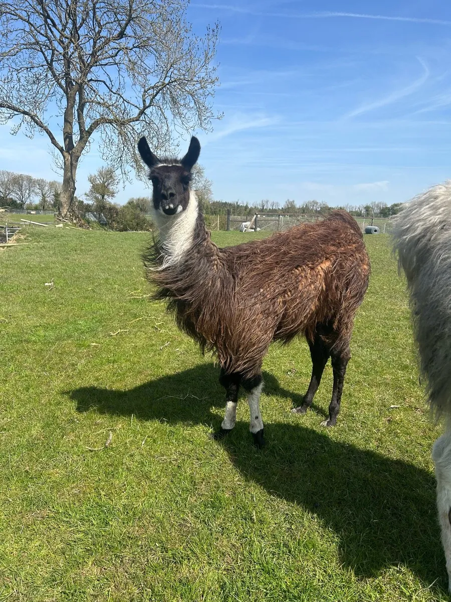 Male llama - Image 2