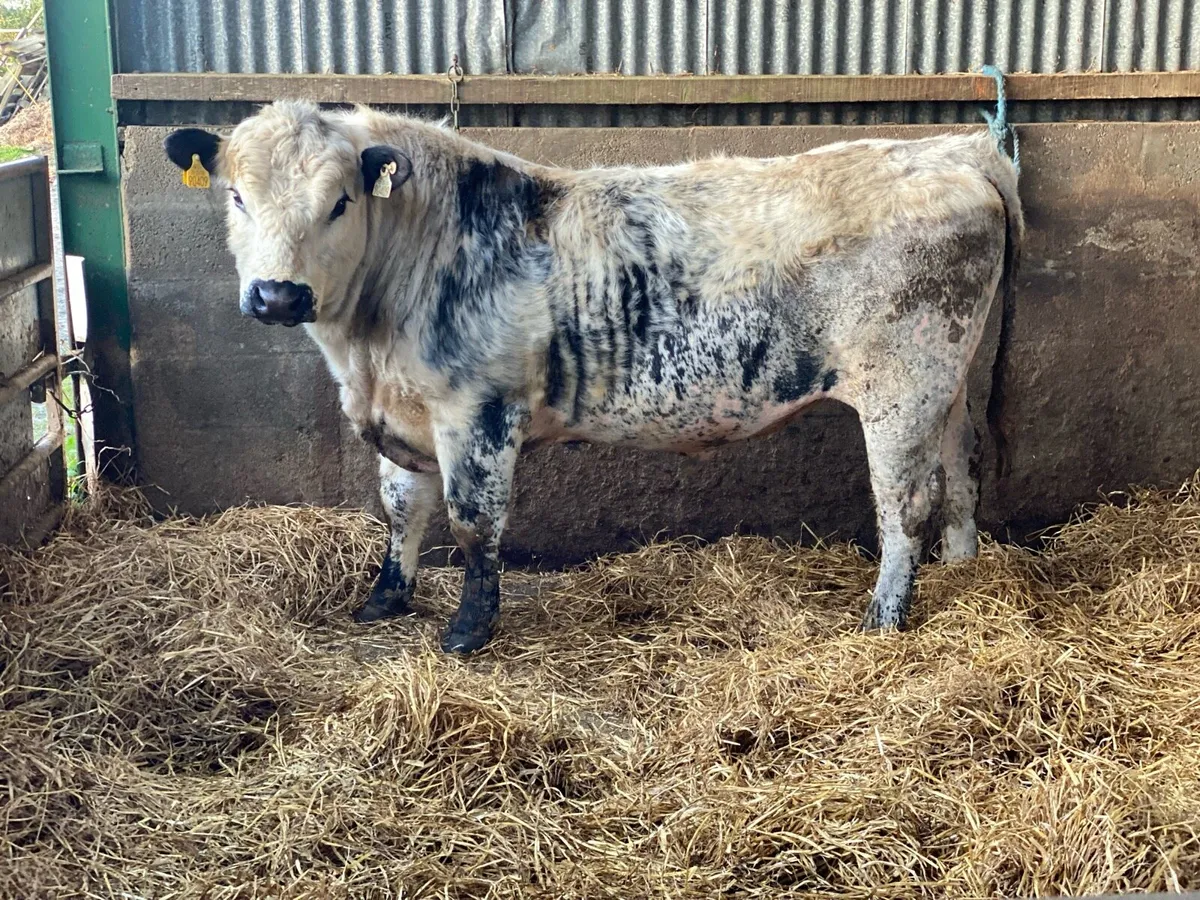 Speckle Park Bulls for sale - Image 1