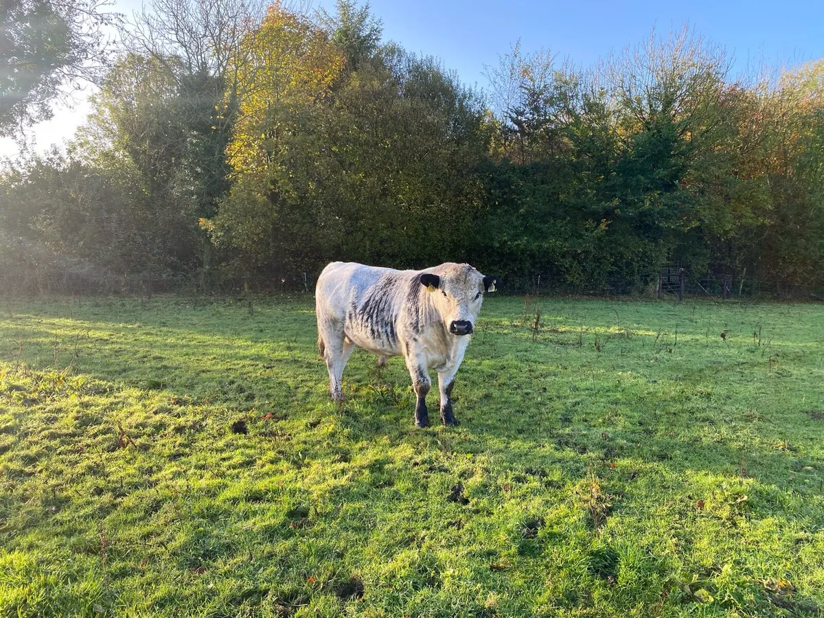 Speckle Park Bulls for sale - Image 2