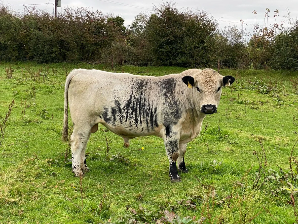 Speckle Park Bulls for sale - Image 3